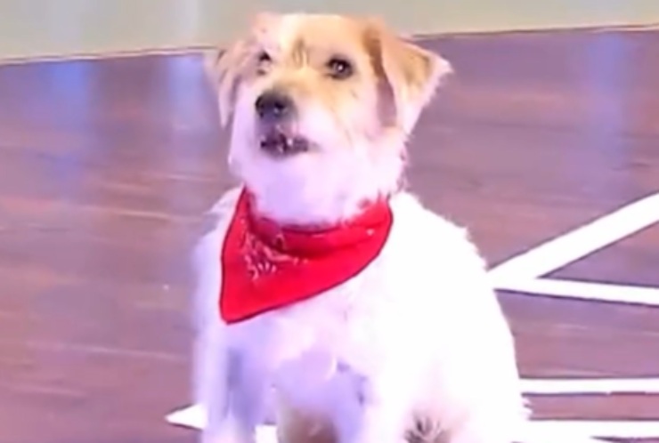 gennarino il cagnolino di Affari Tuoi