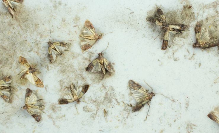 Farfalline della farina sparse